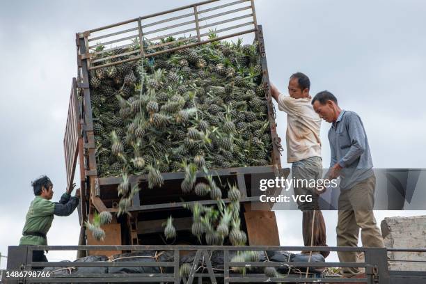 Farmers load newly-harvested pineapples onto a truck at Qujie township on May 1, 2023 in Zhanjiang, Guangdong Province of China.