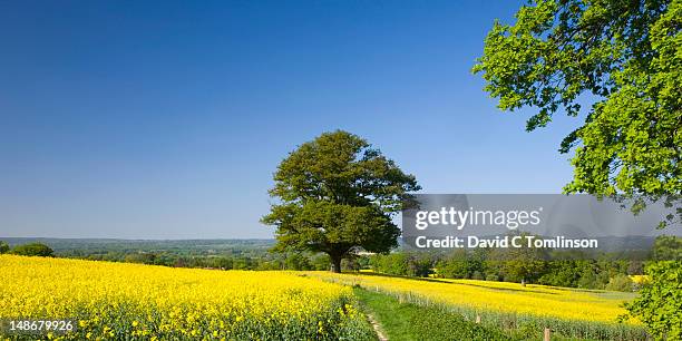 path beside field of oilseed rape (brassica napus), with common oak tree (quercus robur). - oaks day stock-fotos und bilder