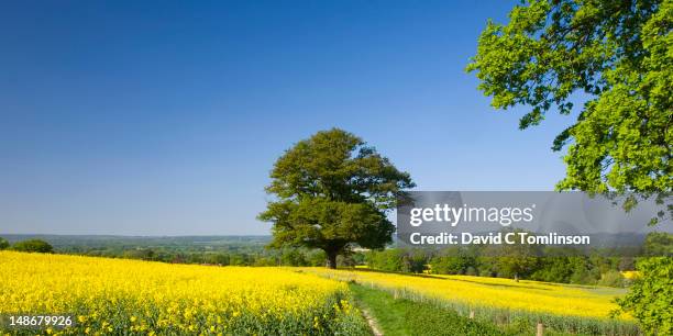 Rapre Tree 8,298 Rape Tree Stock Photos, High-Res Pictures, and Images - Getty Images