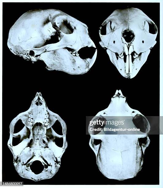 Skull bones, research, evolution, research piece, aye-aye, Daubentonia madagascariensis, primate species from the group of lemurs, historical,...