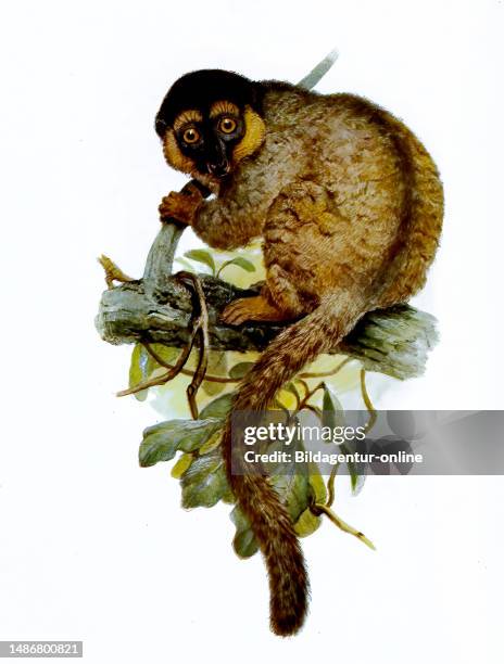 Brown lemur, Eulemur fulvus, primate species from the family of the common lemur, Historical, digitally restored reproduction of an original artwork...