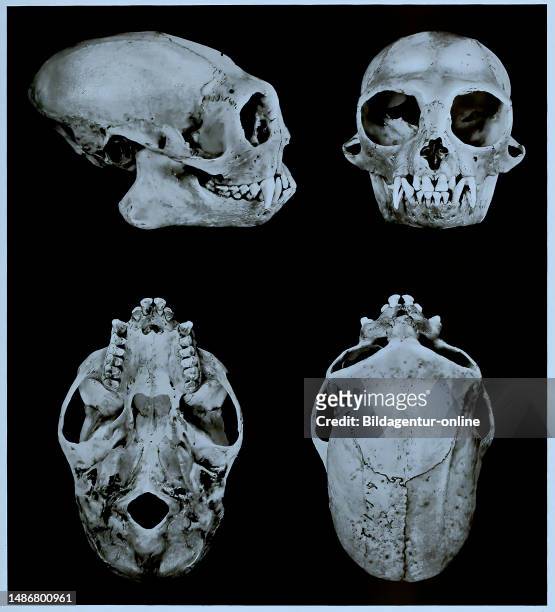 Skull bones, research, evolution, research piece, Monamer cat, Cercopithecus mona, primate species from the genus Vervet monkey, Historical,...
