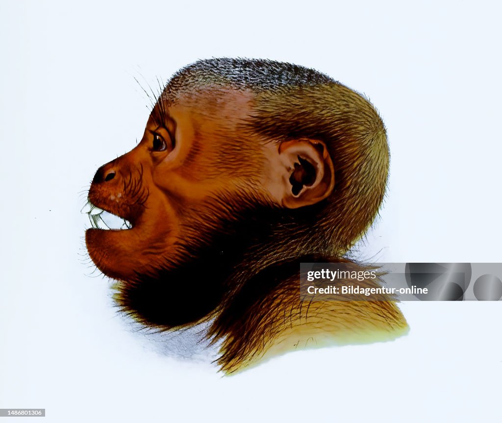 Red Uakari Or Scarlet Face
