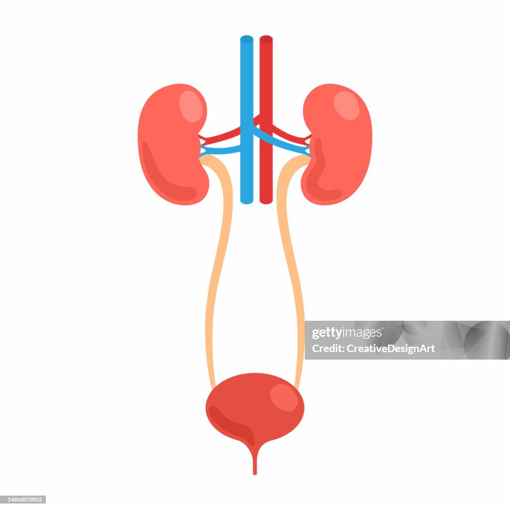 Human Excretory System With Kidneys, Bladder, Ureter And Aorta