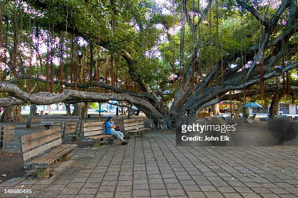visitors sitting in banyan tree square. - banyan tree stock-fotos und bilder