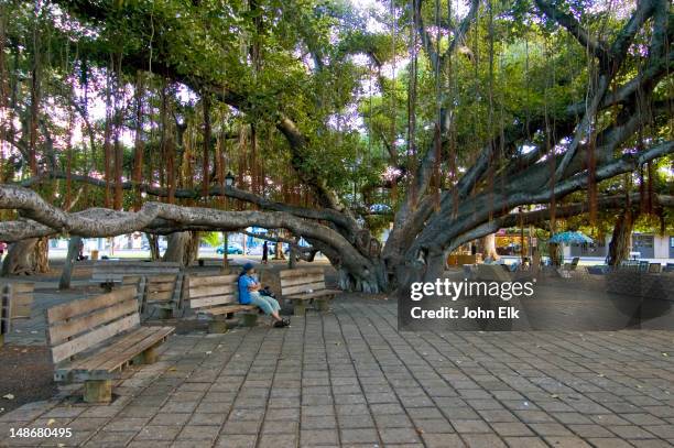 visitors sitting in banyan tree square. - lahaina stock pictures, royalty-free photos & images
