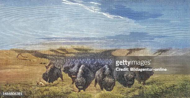 Large herd of bison on Missouri prairie America, Historical, digitally restored reproduction of an original artwork from the 19th century, exact...
