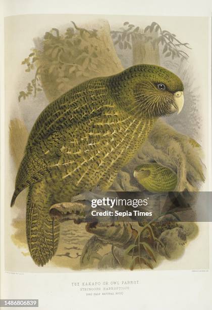 Keulemans, John Gerrard 1842-1912: The kakapo or owl parrot. Stringops habroptilus. . / J. G. Keulemans delt. & lith. Plate XIX. 1888, Shows a kakapo...