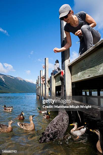 lake rotoiti is lake in the tasman region of new zealand. it is a mountain lake within in the nelson lakes national park. some people feeding the ducks off the side of the pier - nelson lakes national park stock pictures, royalty-free photos & images