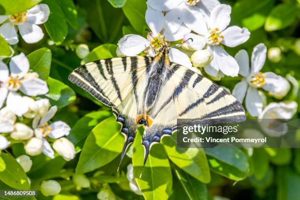scarce swallowtail butterfly (iphiclides podalirius) - wilderness area stockfoto's en -beelden