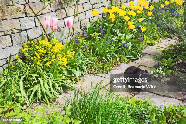 black and white  cat in garden, overhead view - bent leaf stock pictures, royalty-free photos & images