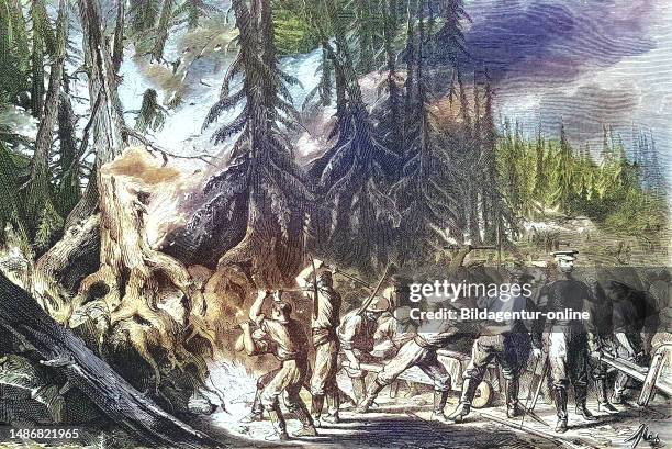 Forest fire, fire of a fir forest near St. Petersburg Russia, Historical, digitally restored reproduction of an original artwork from the 19th...