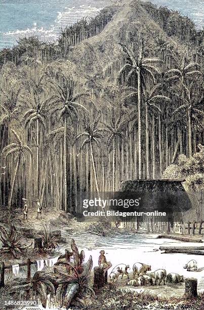 Trekking through South America, Totchesito palm forest in 1869, Colombia, Historical, digitally restored reproduction of an original artwork from the...
