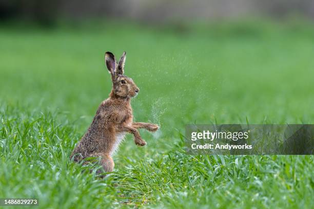european hare (lepus europaeus) - hare stock pictures, royalty-free photos & images