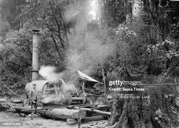 Steam log hauler, kauri forest, main trunk line, North Island, Steam log hauler in a kauri forest on the main trunk line, North Island. Shows a scene...