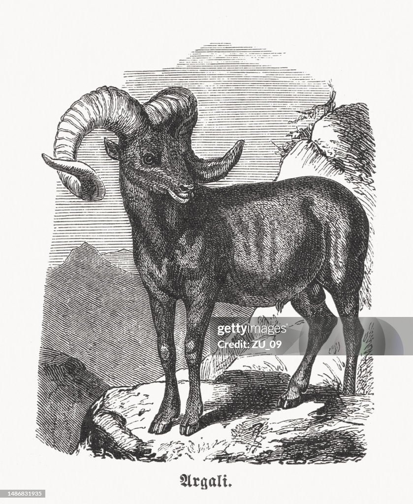 Argali (Ovis ammon), wood engraving, published ca.1880