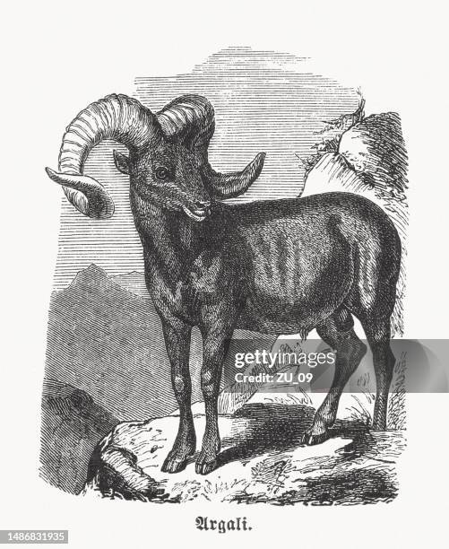 argali (ovis ammon), wood engraving, published ca.1880 - argali stock illustrations