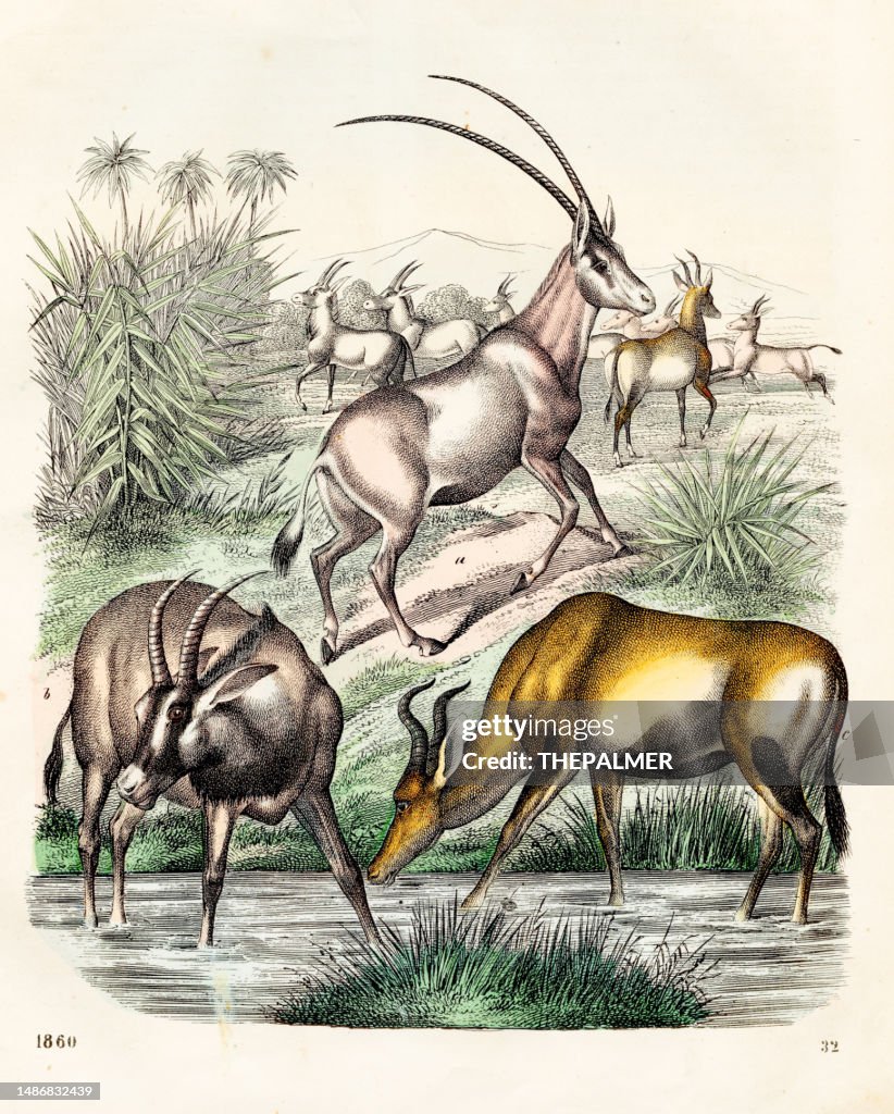 Antelopes Chromolithograph 1860