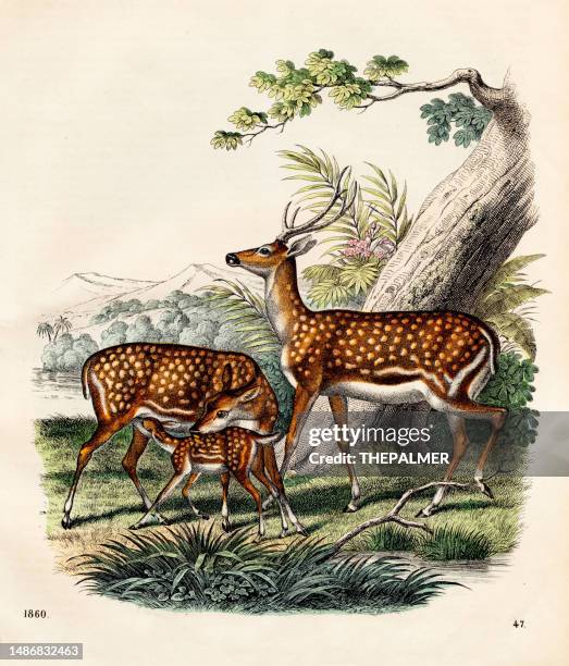 bildbanksillustrationer, clip art samt tecknat material och ikoner med asian deer chromolithograph 1860 - djurfamilj