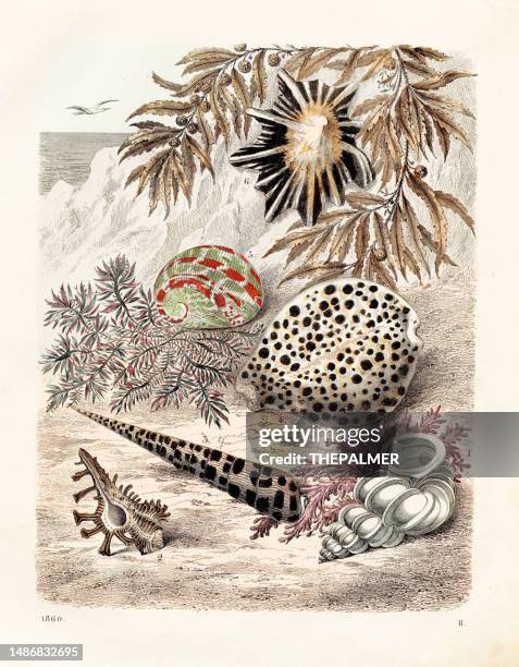 Shell Old Age Color 9,875 Old Shell Stock Photos, High-Res Pictures, and Images - Getty Images