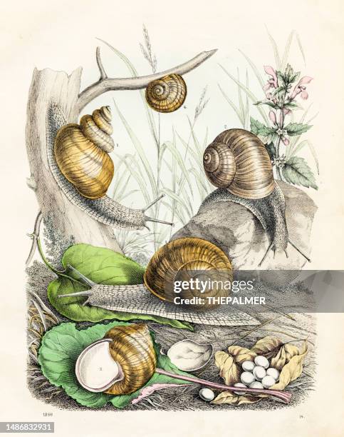 schnecken chromolithografie 1860 - weinbergschnecke stock-grafiken, -clipart, -cartoons und -symbole