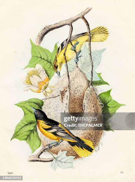 stockillustraties, clipart, cartoons en iconen met golden bowerbird chromolithograph 1860 - australian animals illustration