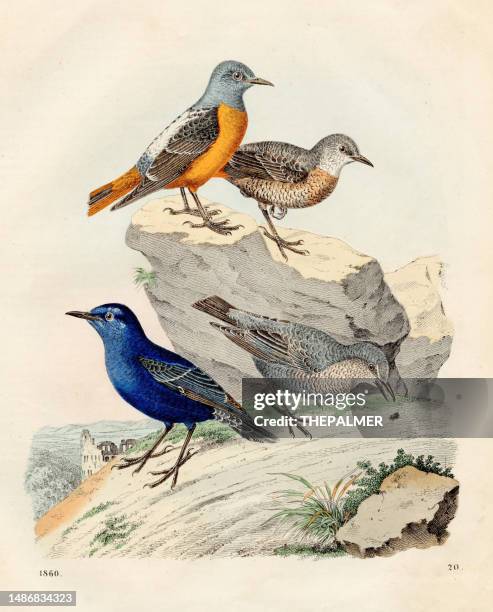 rock thrush birds chromolithograph 1860 - thrush stock illustrations