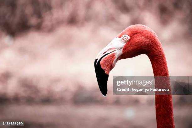 majestic close-up portrait of a bright pink flamingo in profile - zoo magazine photos et images de collection