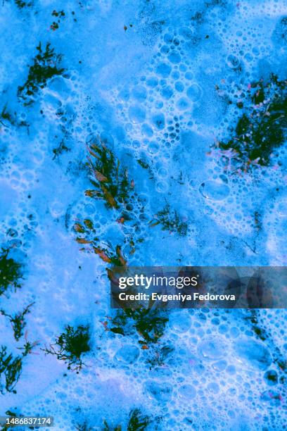 wet water surface with foam and algae - algae stock pictures, royalty-free photos & images