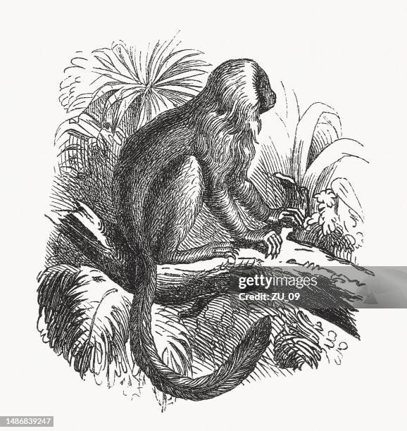 illustrazioni stock, clip art, cartoni animati e icone di tendenza di tamarino leone dorato (leontopithecus rosalia), incisione xilografica, pubblicata intorno al 1880 - primate