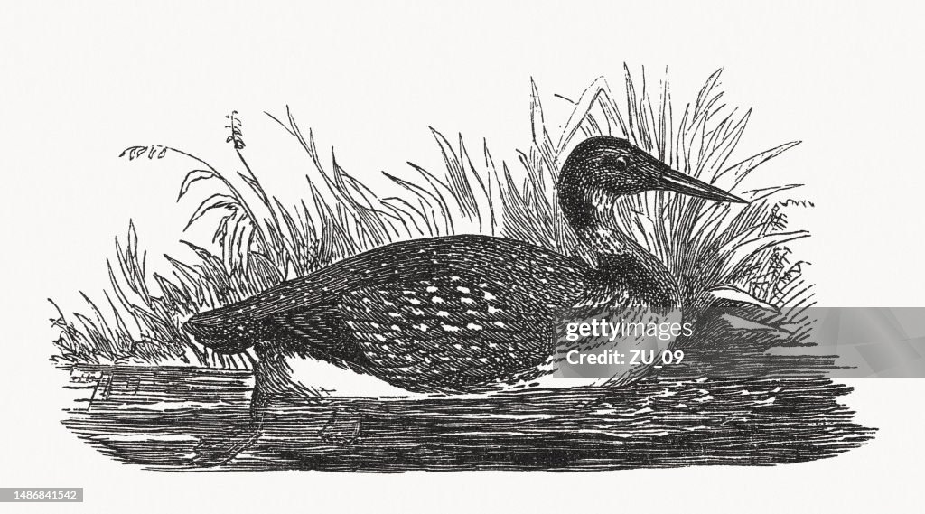 Common loon (Gavia immer), wood engraving, published ca. 1880
