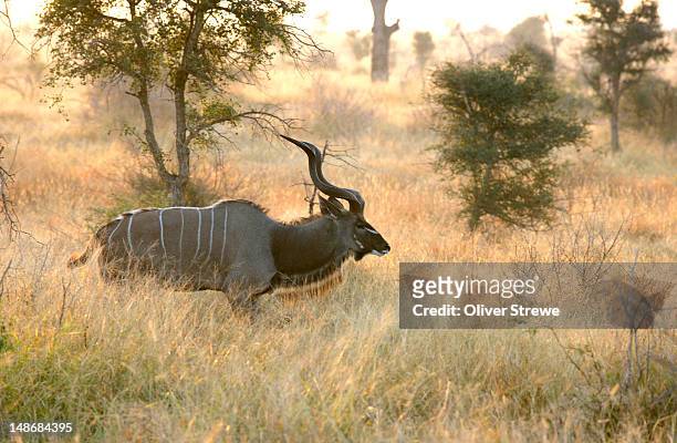 african greater kudu bull (tragelaphus strepsiceros) amongst long grass. - male kudu stock pictures, royalty-free photos & images