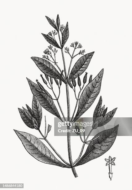 blossom branch of cinchona, wood engraving, published ca. 1880 - quinine bark stock illustrations