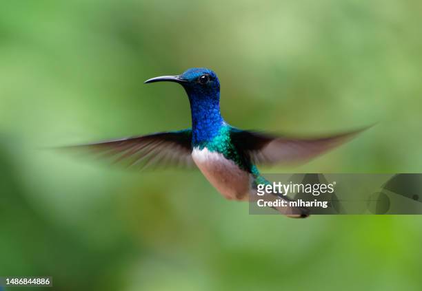 white-necked jacobin hummingbird - klapwieken stockfoto's en -beelden