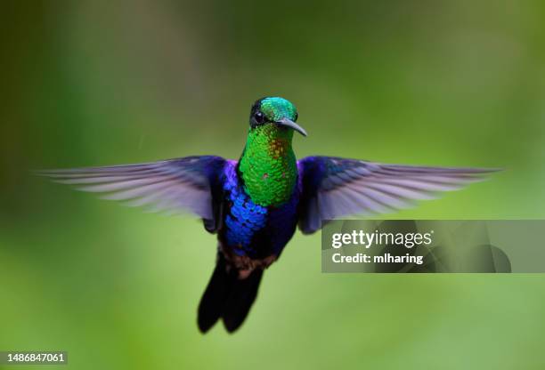gekrönt woodnymph - kolibri stock-fotos und bilder