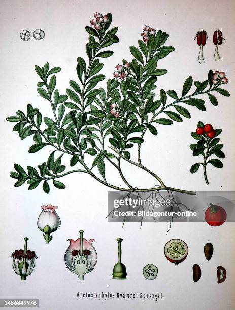 Arctostaphylos uva-ursi is a plant species of the genus Arctostaphylo. Its names include kinnikinnick and pinemat manzanita, and it is one of several...