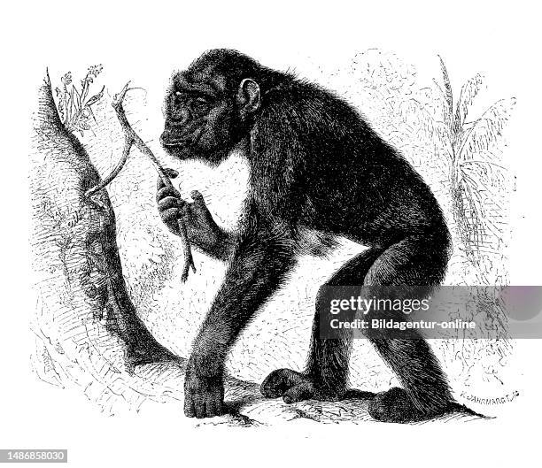 Chimpanzee, Common chimpanzee, Pan troglodytes, digitally restored reproduction of an original 19th century artwork, exact original date not known.