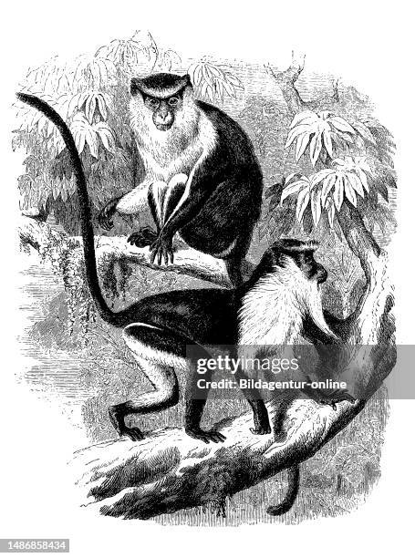 Barnacle monkey, Monamer cat, Cercopithecus mona, a primate species of the genus Vervet monkey, and Diana's monkey, Cercopithecus diana, digitally...