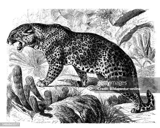 Leopard, Panthera pardus, also panther or panter, is a species of the cat family, distributed in Africa and Asia., Digitally restored reproduction of...