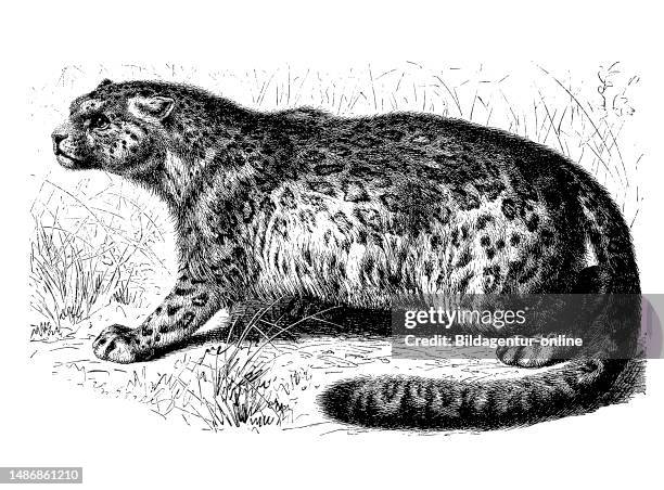 Snow leopard, irbis or ounce, Panthera uncia, a big cat, Pantherinae, of the Central Asian high mountains, digitally restored reproduction of an...