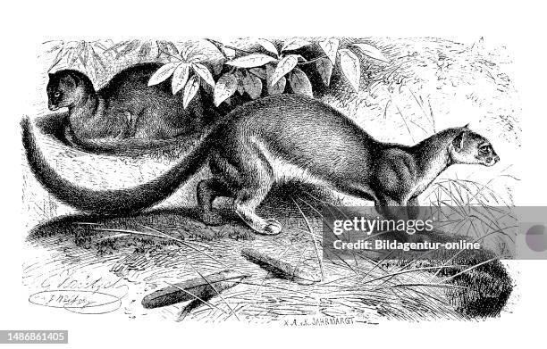 Eyra, Jaguarundi, Herpailurus yagouaroundi, Puma yagouaroundi, also called weasel cat, a species of cat of southern North, Central and South America,...