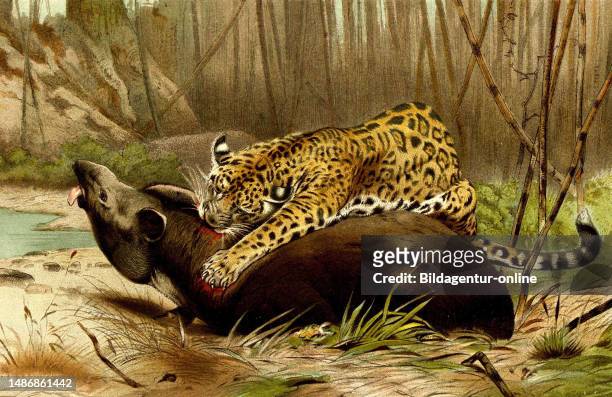 Jaguar, Panthera onca, a species of the cat family native to Central and South America, digitally restored reproduction of an original 19th century...