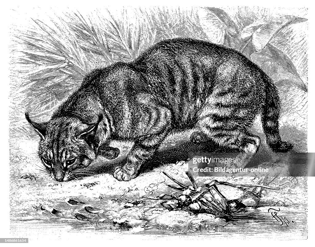 Cat Reed Reed cat, Felis chaus, is also known as a swamp lynx, digitally... News ...