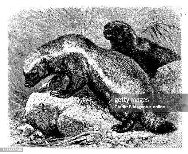 Honey Badger, Mellivora capensis), a predatory species of the mustelid family that lives in Africa and Asia, digitally restored reproduction of an...