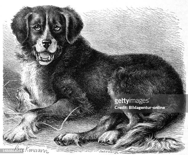 Newfoundland dog, Canis familiaris extrarius terrae novae, breed of dog that originated in Canada