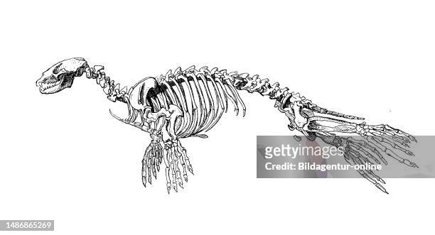 Skeleton of common seal, Phoca vitulina, a common seal in all northern temperate seas of the family Hound seal