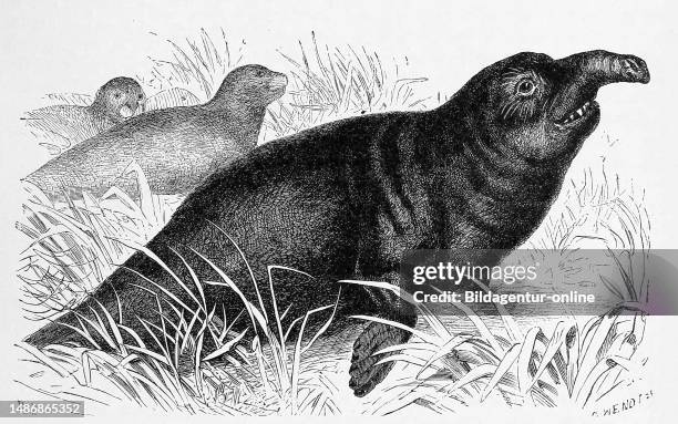 Southern elephant seal, Mirounga leonina