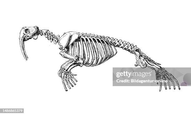 Skeleton of Walrus, Odobenus rosmarus, Trichechus rosmarus, Rosmarus arcticus