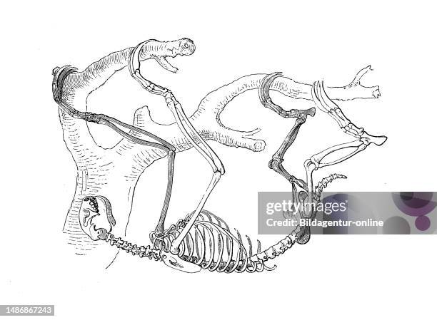 Skeleton of ai, sloth, white-throated sloth or ai, Bradypus tridactylus, also just three-toed sloth, a species of mammal in the three-toed sloth...