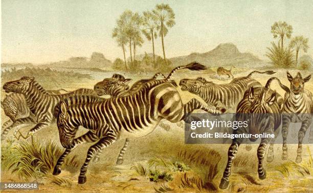 Zebra, herd zebra, plains zebra, Equus quagga, or horse zebra is a zebra of the equine genus